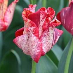 Tulipa 'Striped Crown'