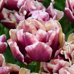 Tulipa 'Wyndham'