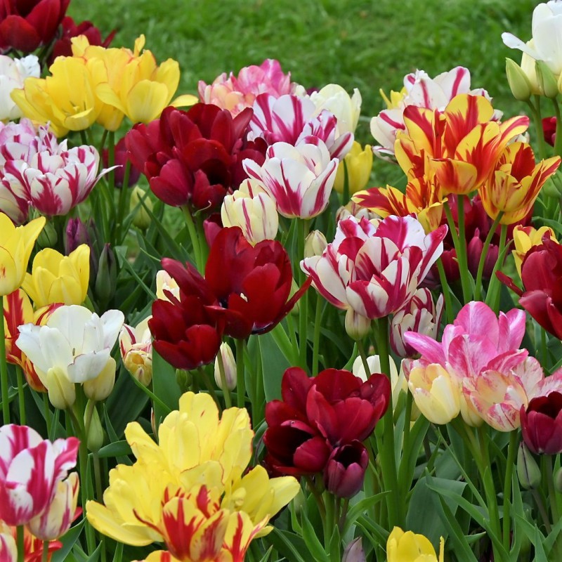 Tulips, multi-flowering