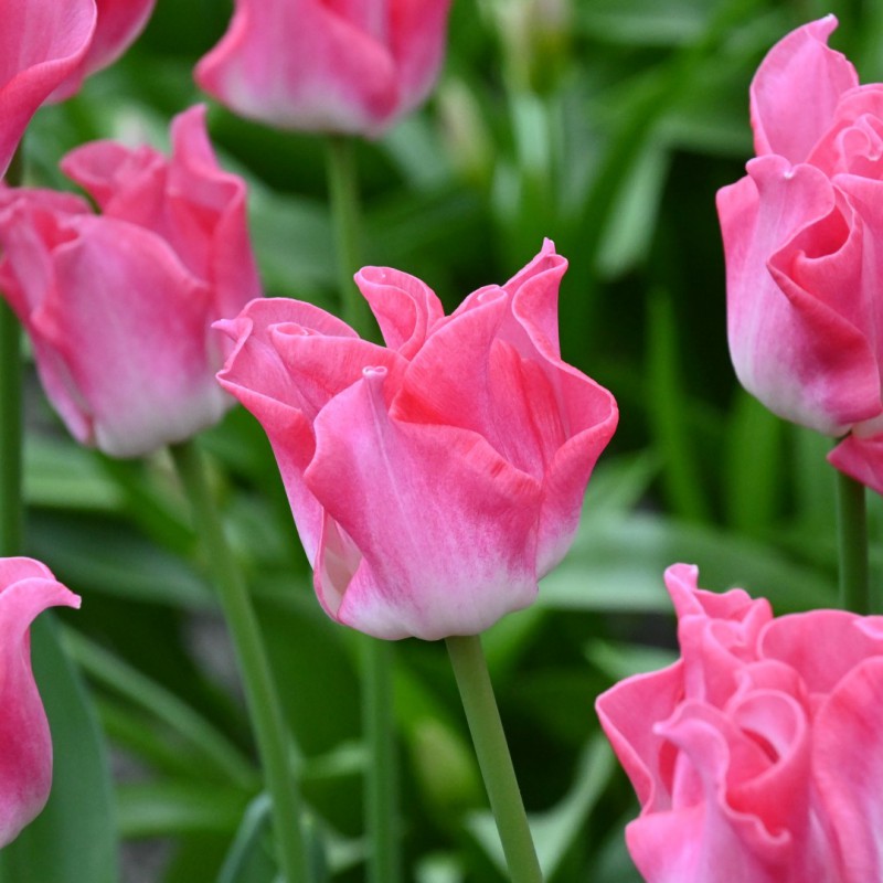 Tulipa 'Crown of Dynasty'