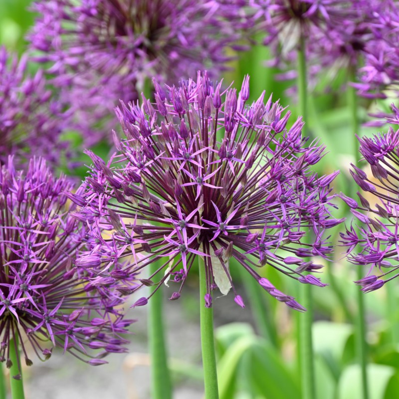 Allium 'Purple Rain'