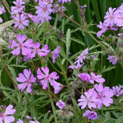 Geranium tuberosum