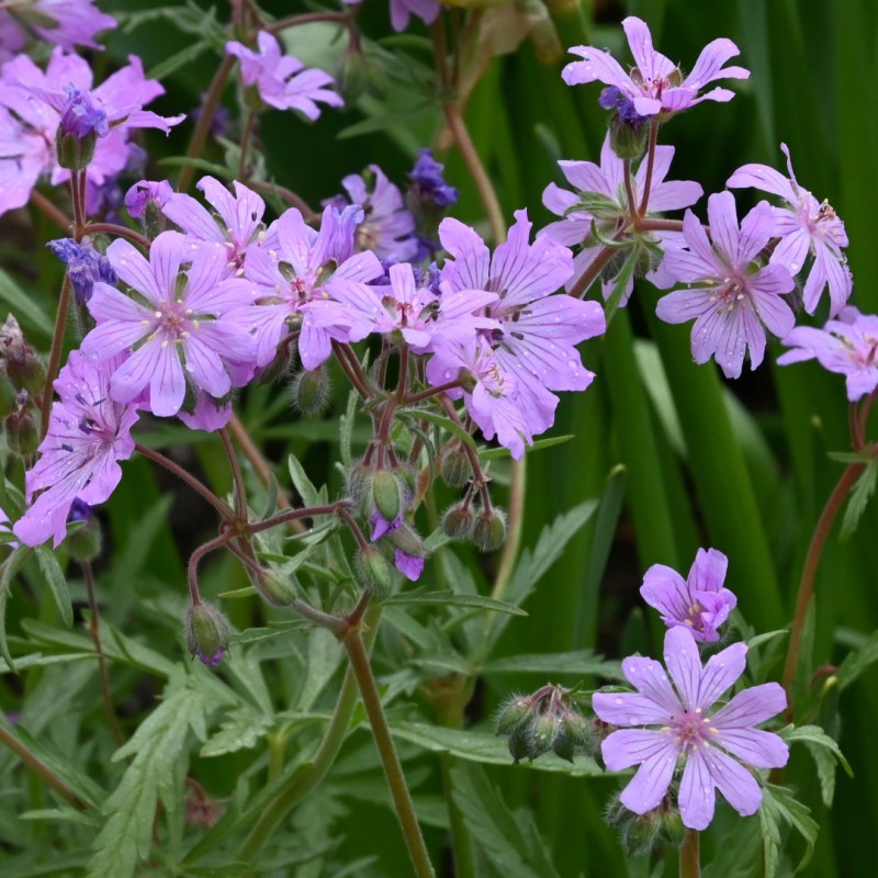 Geranium tuberosum