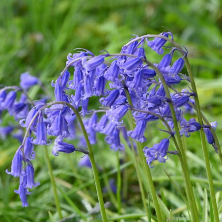 Hyacinthoides non-scripta