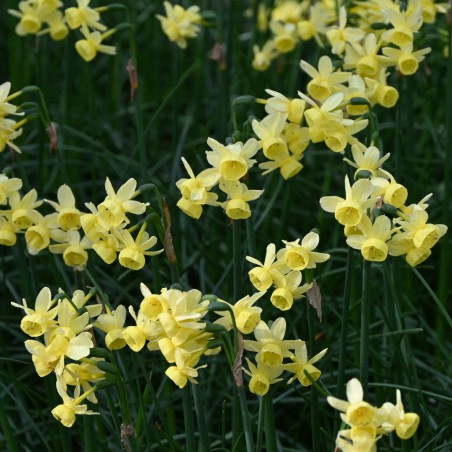 Narcissus 'Angel's Whisper'