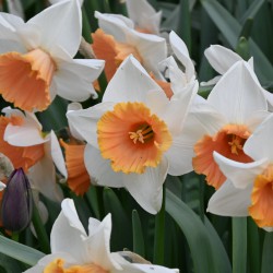 Narcissus 'Chromacolor'