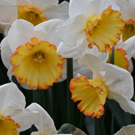 Narcissus 'Hawaiian Skies'