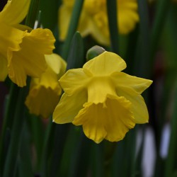 Narcissus pseud. subsp....