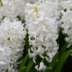 Hyacinthus 'Aiolos'