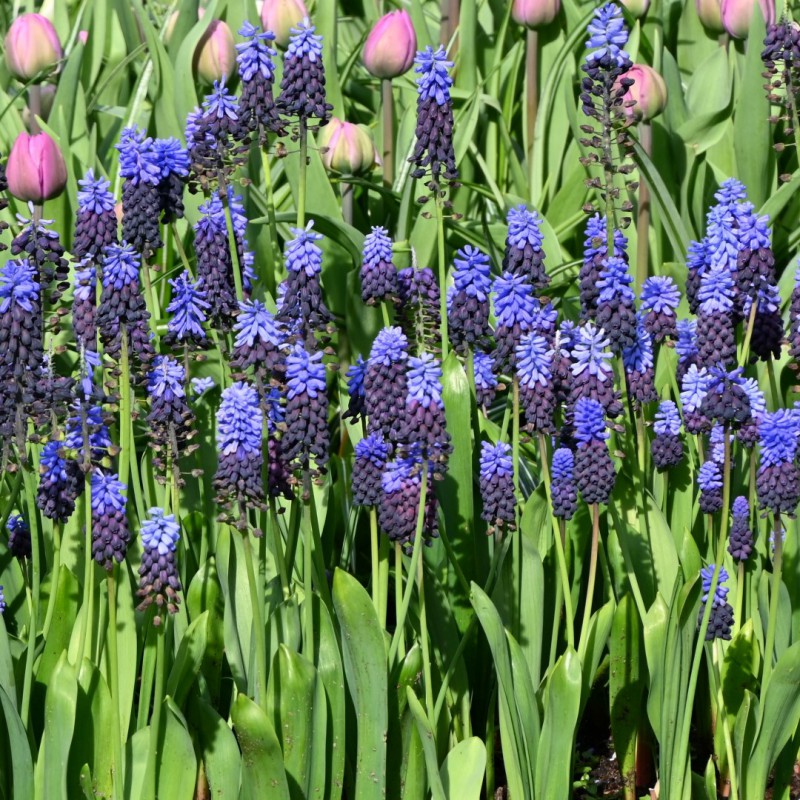 Muscari latifolium