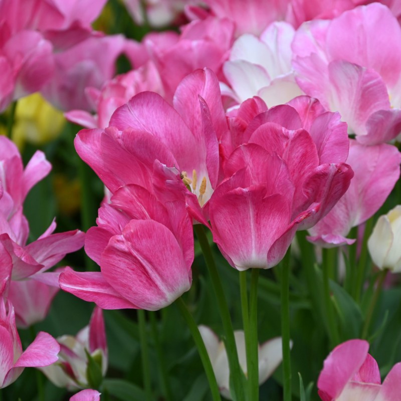 Tulips, multi-flowering