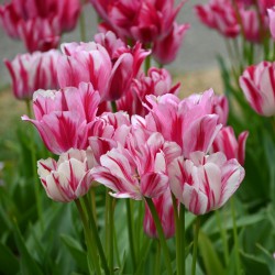 Tulipa 'Flaming Club'