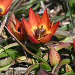Tulipa 'Little Princess'