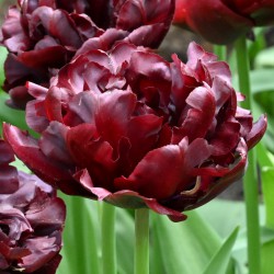 Tulipa 'Palmyra'®
