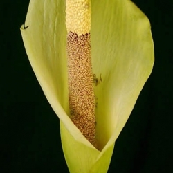 Amorphophallus napalensis