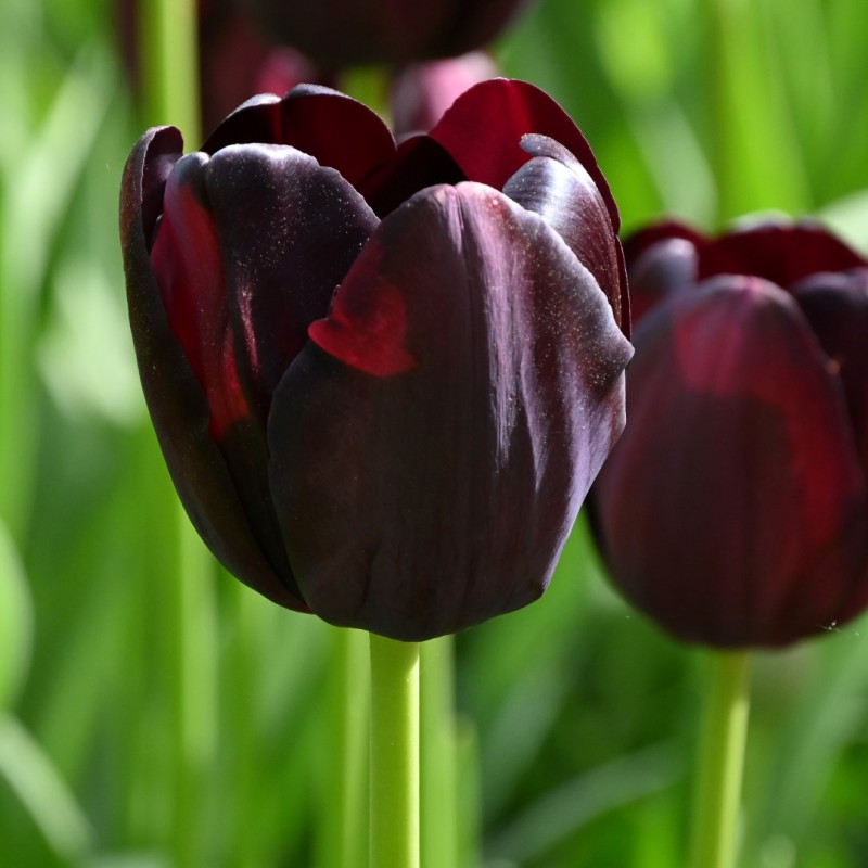 Tulipan Negro Queen of night