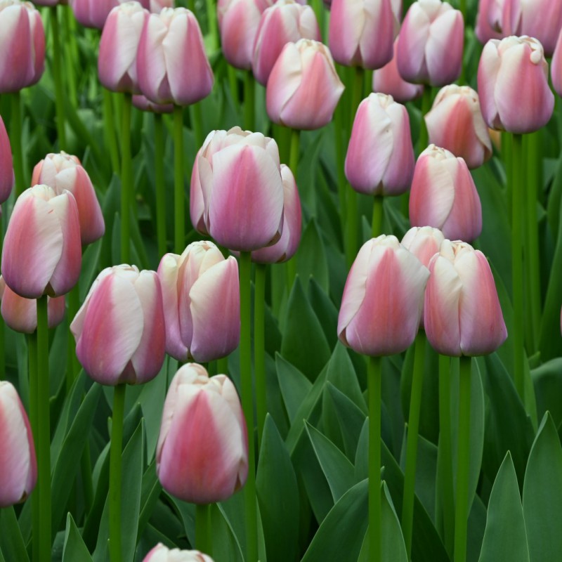 Tulipa 'royal Pride'