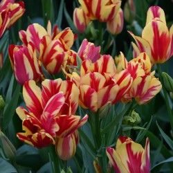 Tulipa 'Wonder Club'