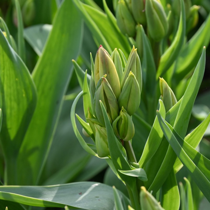 Tulipa 'Wonder Club'