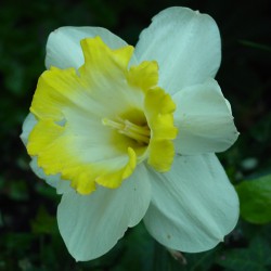Narcissus 'Sweet Harmony'