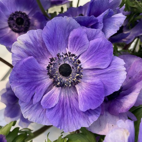 Anemone coronaria MISTRAL PLUS® 'Blu'