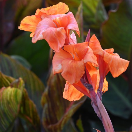 Canna 'Durban'