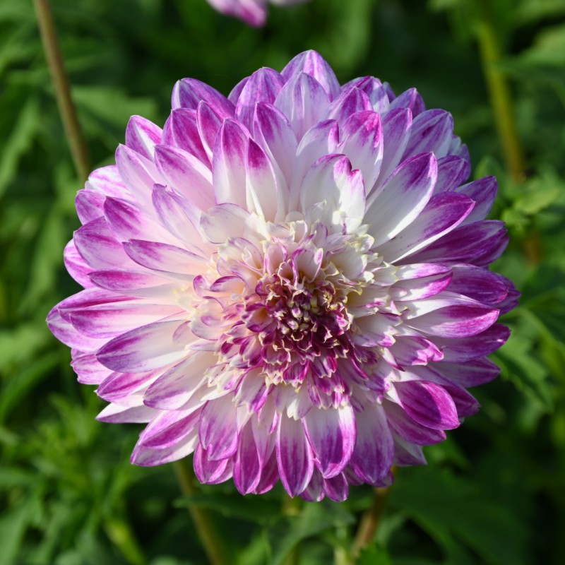 Dahlia ‘Que Sera’