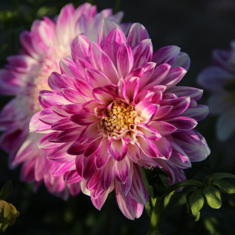 Dahlia ‘Que Sera’