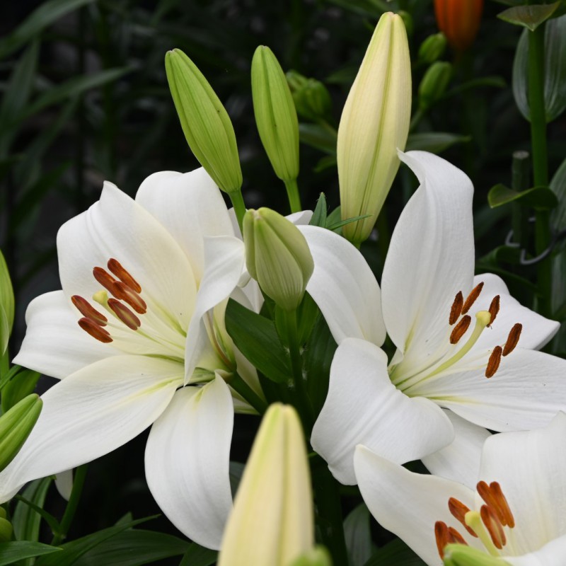 Lilium 'Kent'