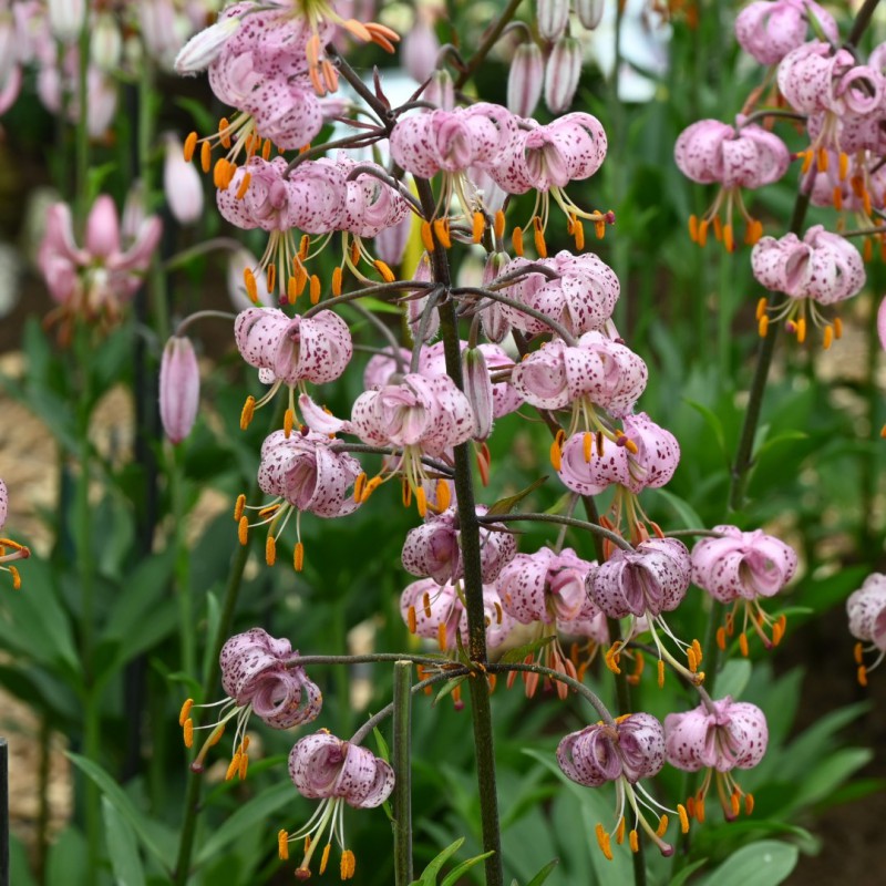 Lilium martagon 'Purple Morning'