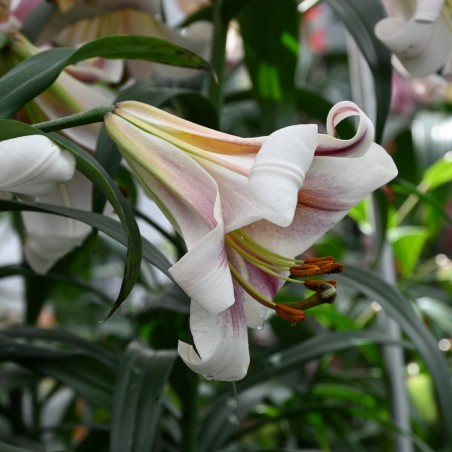 Lilium 'Passion Moon'