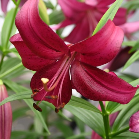 Lilium 'Purple Marble'