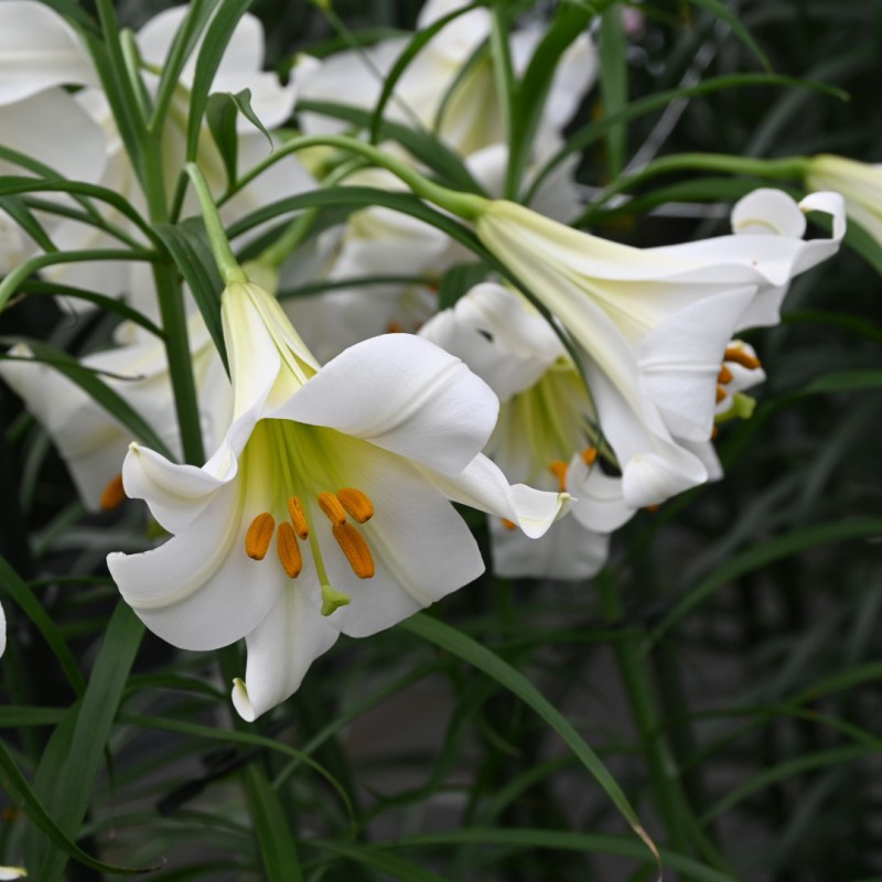 Lilium regale 'Album'