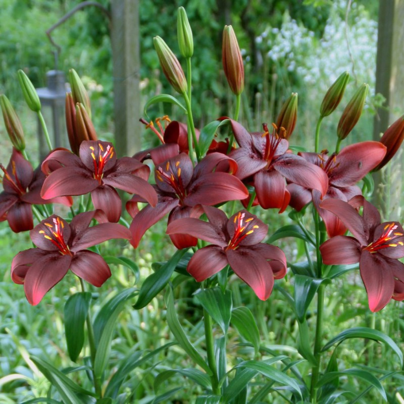 Lilium 'Royal Kiss'