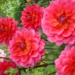 Dahlia 'Maya'