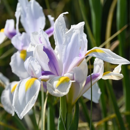 Iris hollandica 'Carmen'®