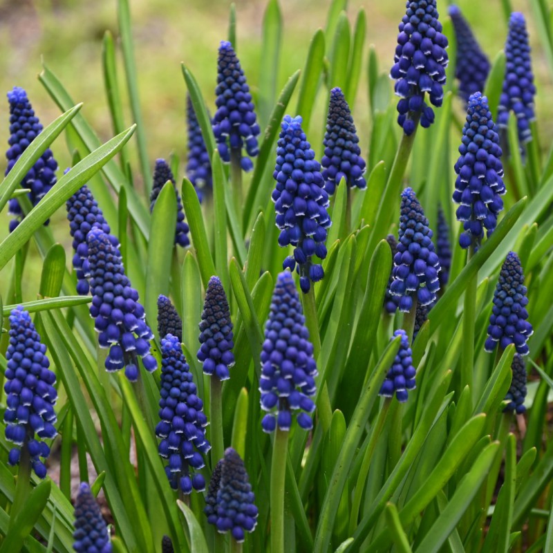 Muscari 'Joyce Spirit'