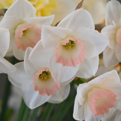 Narcissus 'Rimski'