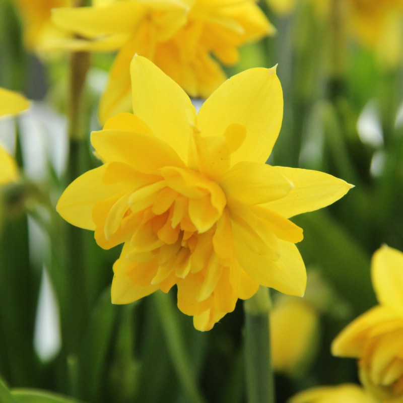 Narcissus 'Tête Deluxe'