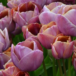 Tulipa 'Blue Heaven'