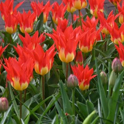 Tulipa 'Flames Mystery'