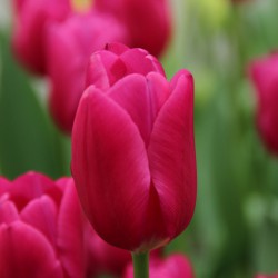 Tulipa 'Pink Ardour'