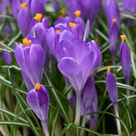 Crocus 'Blue Ocean'