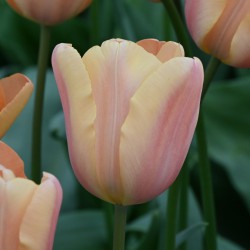 Tulipa 'Apricot Foxx' ®