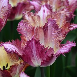 Tulipa 'Colour Fusion'®