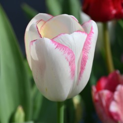 Tulipa 'Graceland'