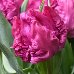 Tulipa 'Parrot Prince'