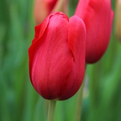 Tulipa 'Sky High Scarlet'®