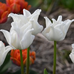 Tulipa 'White Liberstar' ®