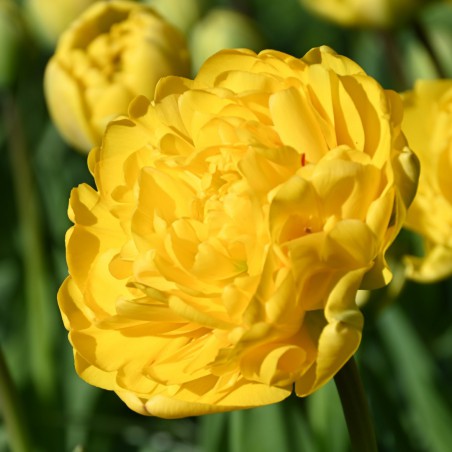 Tulipa 'Yellow Pompenette'